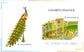 Colorful Peacock 3D metal puzzle by Piececool – DIY model kit for adults